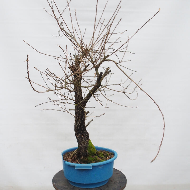 Yamadori - Quercus Ilex - Holz Oak