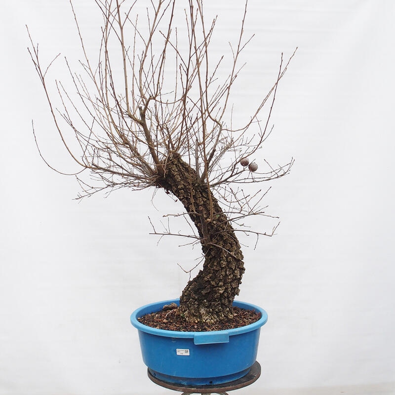 Yamadori - Quercus Ilex - Oak holly