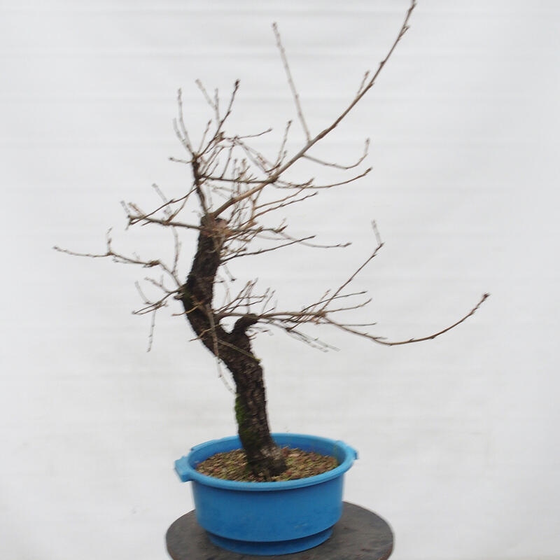 Yamadori - Quercus Ilex - Holz Oak