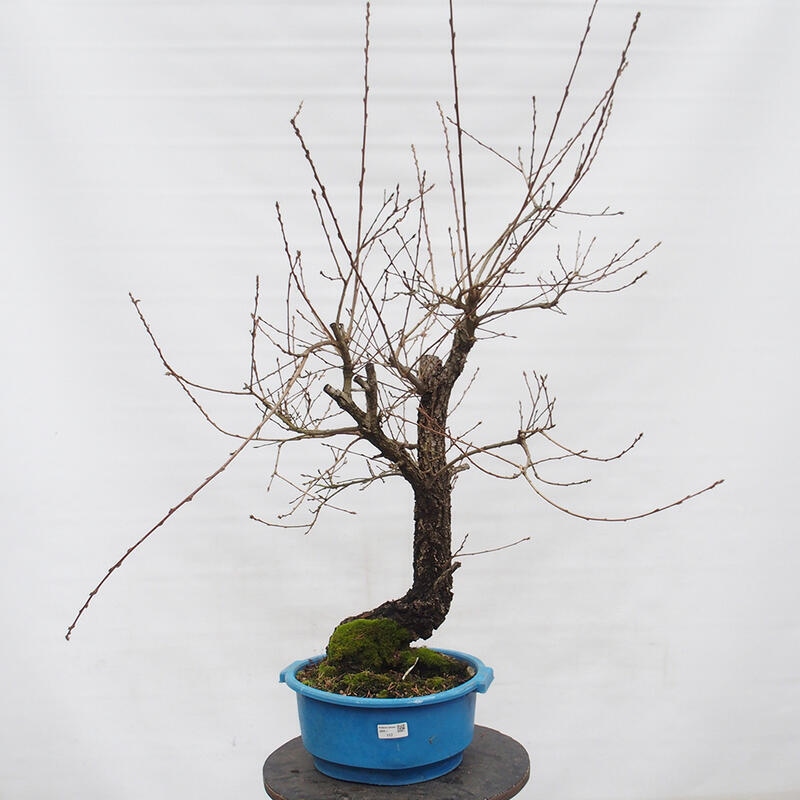 Yamadori - Quercus Ilex - Holz Oak