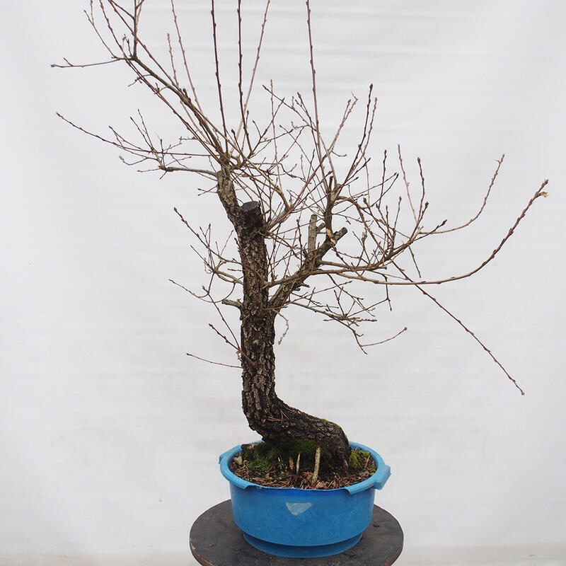 Yamadori - Quercus Ilex - Holz Oak