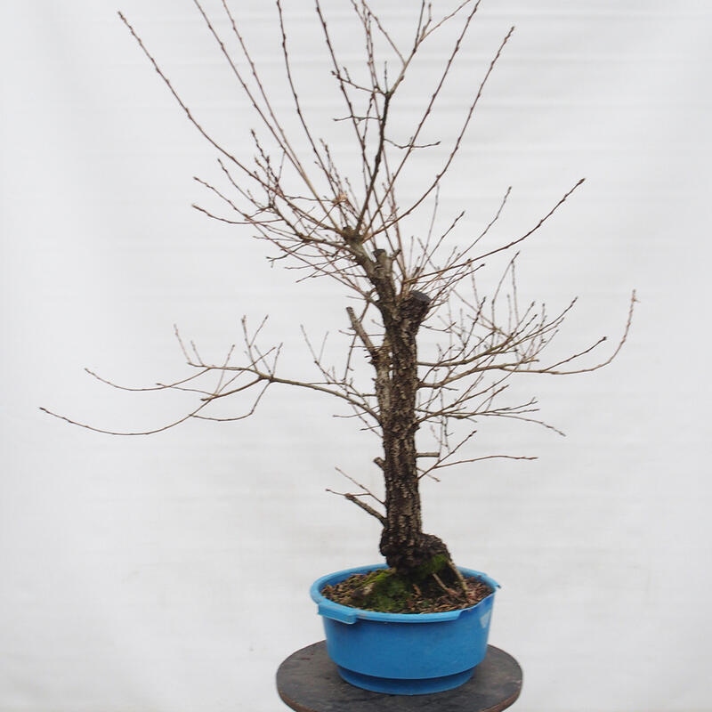 Yamadori - Quercus Ilex - Holz Oak