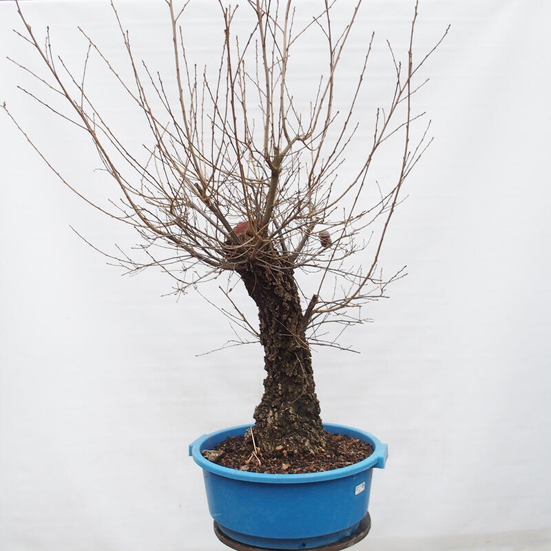 Yamadori - Quercus Ilex - Oak holly