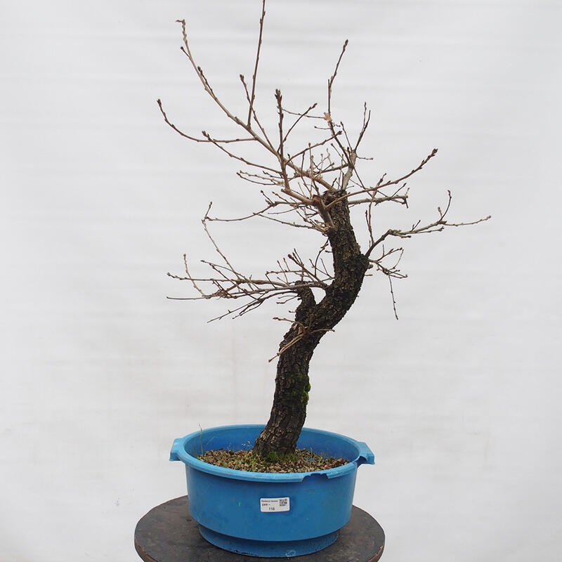 Yamadori - Quercus Ilex - Holz Oak