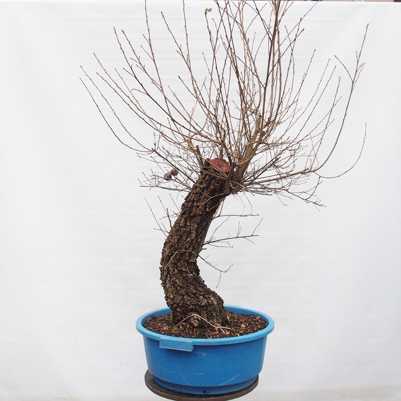 Yamadori - Quercus Ilex - Oak holly