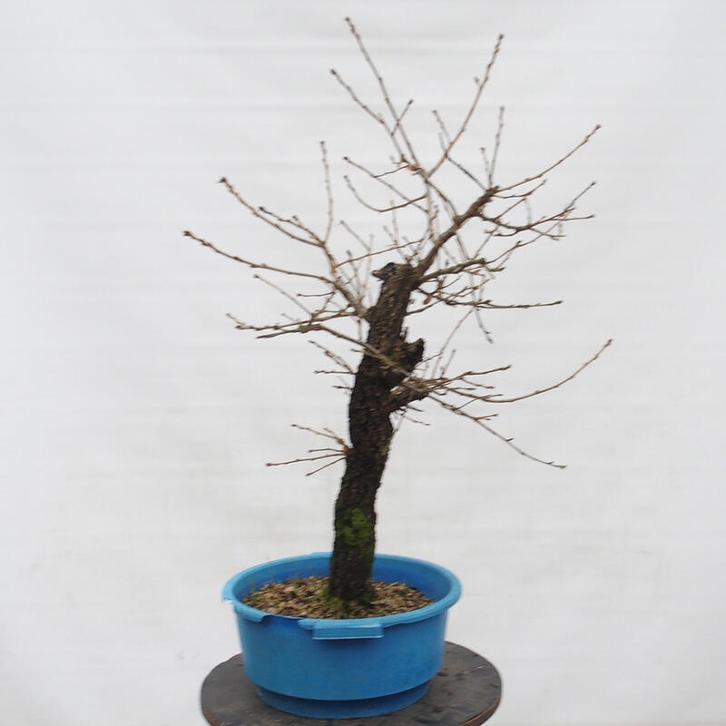 Yamadori - Quercus Ilex - Holz Oak