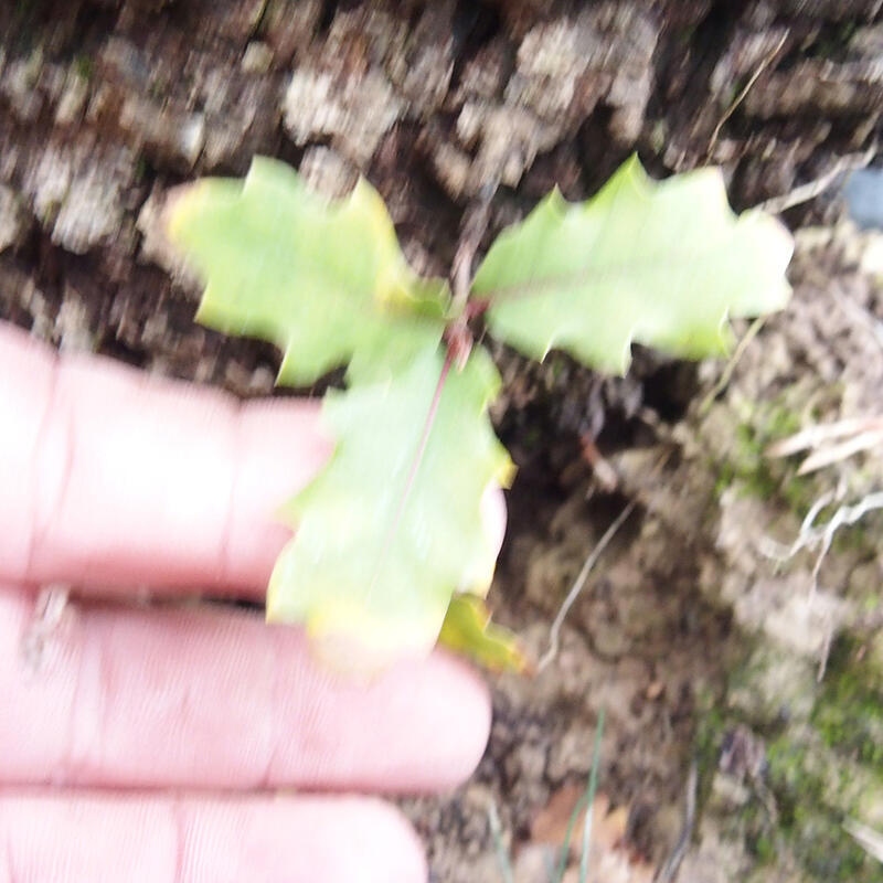 Yamadori - Quercus Ilex - Holz Oak