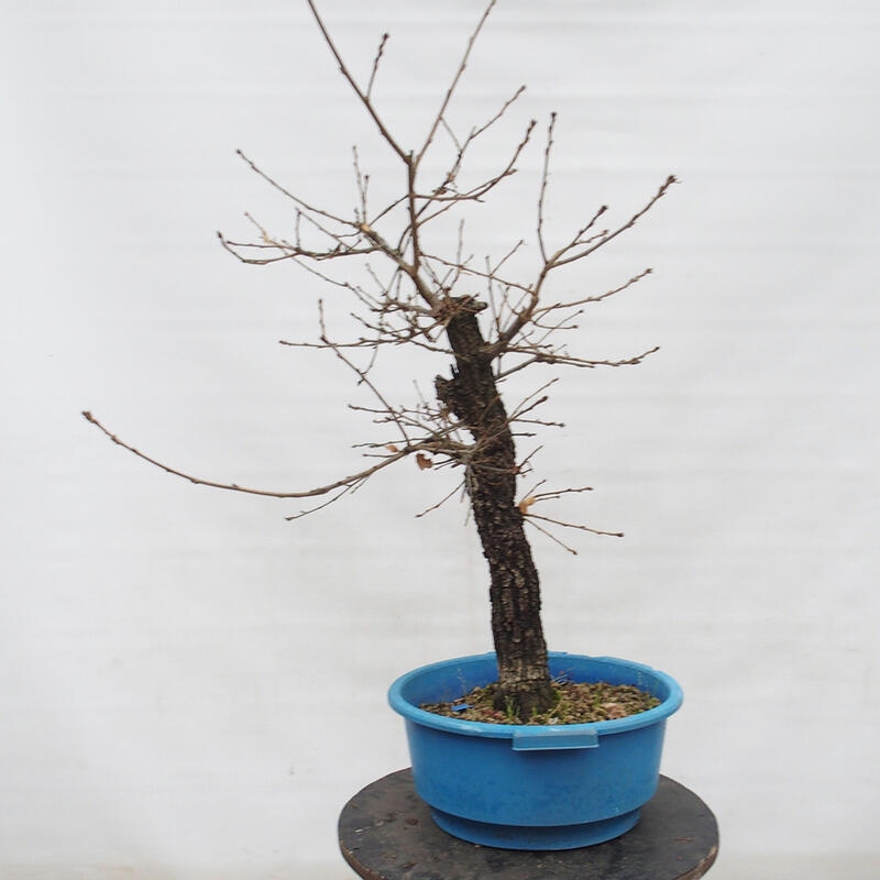 Yamadori - Quercus Ilex - Holz Oak