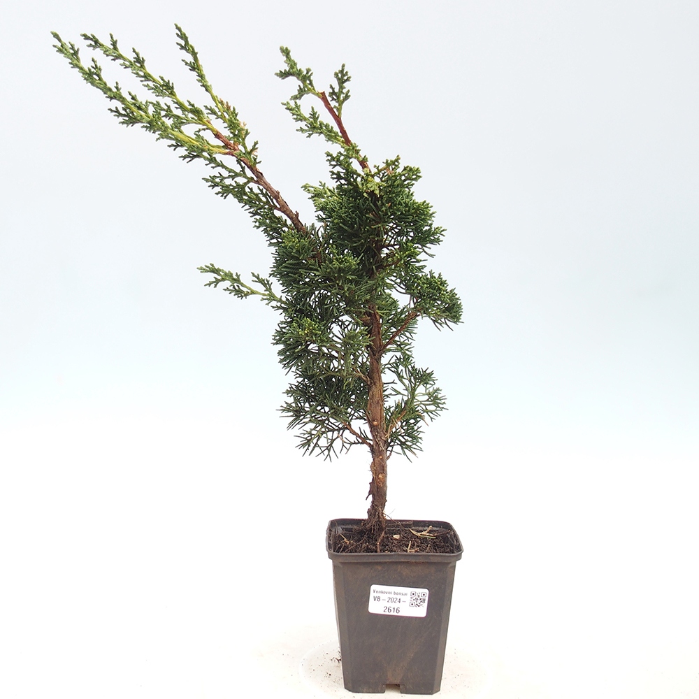 Outdoor bonsai - Juniperus chinensis Kishu - Chinese juniper